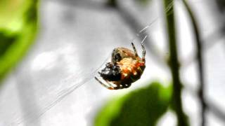 Araneus diadematus eating prey [upl. by Bore]