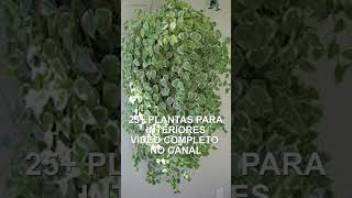 Plantas pendentes de sombra para decoração de interiores [upl. by Neff893]