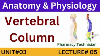 Vertebral Column Anatomy  Pharmacy Technician [upl. by Viv937]