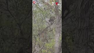 Coyote climbs tree to chase bobcat in Mission Trails  NBC 7 San Diego [upl. by Kevin]