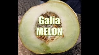 Unusual Food  45 Galia Melon [upl. by Kore]