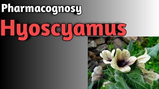 Pharmacognosy of Hyoscyamus [upl. by Ahtebbat]