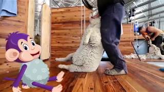 Curious Tots How wool is made into fabric  from farm to shearing shed to mill  Educational videos [upl. by Kabob]