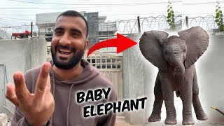 Vote For Baby Elephant 🐘 🐘 [upl. by Justino]