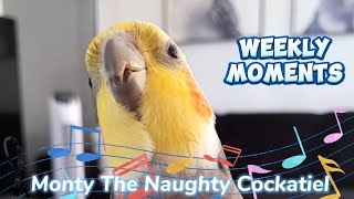 Monty The Naughty Cockatiels weekly moments ❤️❤️part 77❤️❤️ talented cockatiel [upl. by Nnanaej]