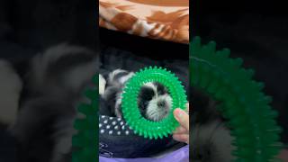 Cute Shih tzu 🐾🐶 shihtzu dog doglover pets petlover [upl. by Nhguavoj]