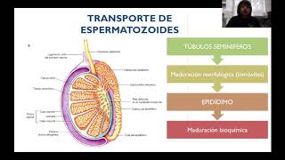 Fecundación Transporte de Gametos [upl. by Anaujit]