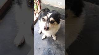 Culture Spitz Dog  Beautiful Spitz Dog culturespitz indianspitz germanspitz youtubeshorts [upl. by Meras]