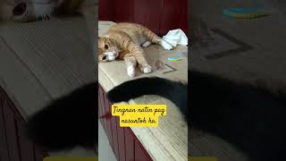 Sutil na pusa Louie cat shorts shortyoutube youtubeviral shortvideo [upl. by Ahsillek]