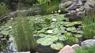 Bachlauf Natur Wasserlauf im Garten bauen Gestaltung Pflanzen Steine Pumpe Koi relaxen [upl. by Esorbma975]