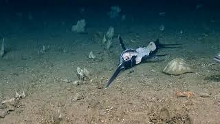 NOAAs Okeanos Explorer Shark Encounter [upl. by Lenahtan]