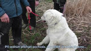 Slovenský Čuvač Arny [upl. by Annhoj]