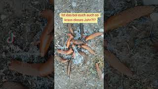 schneckenplage schnecke plage 2024 fyp trending viral [upl. by Prebo]