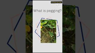 What is pegging Role of peg in groundnut [upl. by Kylie183]