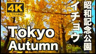 4K 昭和記念公園のイチョウ並木（銀杏）紅葉 Autumn Tokyo 東京の紅葉 Ginkgo in Showa Memorial Park 東京観光 紅葉の名所 日本の紅葉 東京の銀杏 イチョウ [upl. by Peadar99]