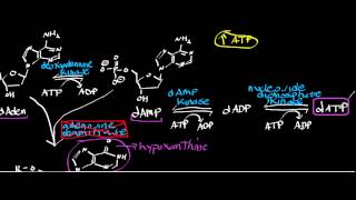 Biochemistry  Adenosine Deaminase Deficiency How Does dATP Accumulate [upl. by Ayerim]