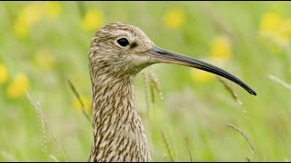 Curlew song [upl. by Zampino]