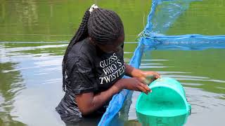 Fish farming setting up ponds and hapas [upl. by Etyak]