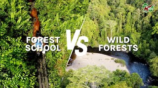 ORANGUTAN FOREST SCHOOL  MUCH MORE THAN A JUNGLE CLASSROOM [upl. by Eloken]