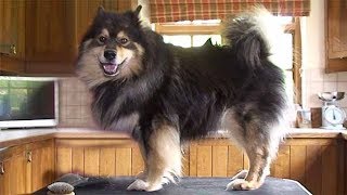 Dog Breed Video Finnish Lapphund [upl. by Fosque]