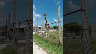 African Safari Wildlife Park 2024 Giraffe [upl. by Neiv]