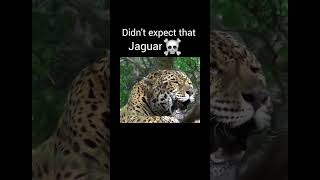 Big cat roar part 1 viralvideo youtubeshorts [upl. by Aneev]