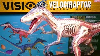 Building 4D Vision VELOCIRAPTOR Anatomy Model Kit by 4D Master [upl. by Eerual53]