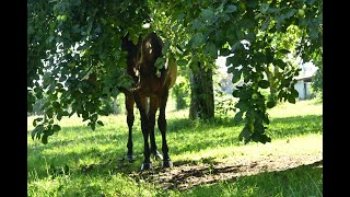 Tutti Juli 2024 05 Licht und Schatten mit The Gist [upl. by Llemart]