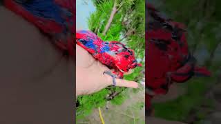 blue streaked lorry youtubeshorts foryou trendingvideo parrot youtube youtubechannel [upl. by Palermo]