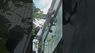 白面捲尾猴Whitefronted CapuchinTaipei Zoo [upl. by Titos]