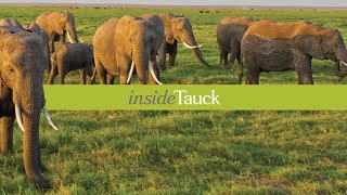 All about Kenya  insideTauck [upl. by Marj776]