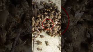 Deadly Encounter Giant Hornet vs Japanese Honeybees in a Hot Defensive Bee Ball [upl. by Aisenat]