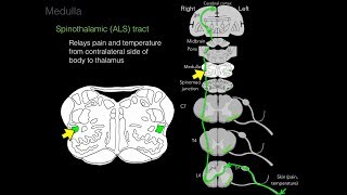 Foundational features of the brainstem [upl. by Aminta]