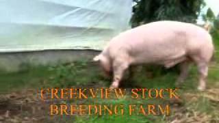 CREEKVIEW Stock Breeding Farm  PHILIPPINE LANDRACE [upl. by Ingraham]