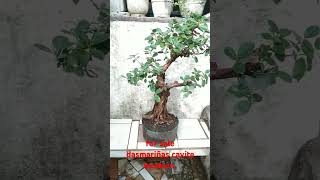 ficus nana bonsai  money maker plant [upl. by Enedan]