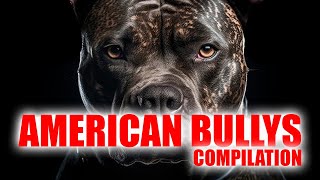 AMERICAN BULLY  Dogs Compilation [upl. by Lehcyar]