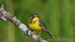 Canada Warbler [upl. by Malachi]