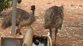 Emus at Erldunda Roadhouse Northern Territory 26112013 [upl. by Dlorej]