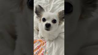 Eier 🐔🥚 kokothechihuahua koko süßehunde hunde lustig funny cute chihuahua shorts [upl. by Euqnom]