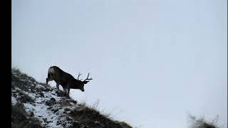 November 27 2022 Trip to Blairmore and More Deer [upl. by Ginsberg366]