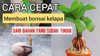 CARA MEMBUAT BONSAI KELAPA ⁉️ How to make a coconut bonsai [upl. by Bowra]