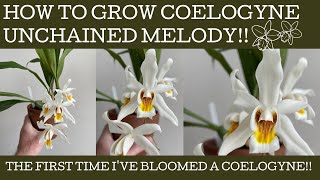 How to grow Coelogyne Unchained Melody its relatively easy [upl. by Aynnat]