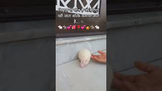 ।।Pet rat🐁🐀।।pets mouse rat petlover petlife petphotography india shortsfeed trending [upl. by Vittoria]