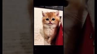 Watch These Cute Kittens Do the Most ADORABLE Thing Youve EVER Seen Kitty Shorts [upl. by Arait]