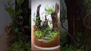 Closed terrarium with aquatic plants [upl. by Goddart29]