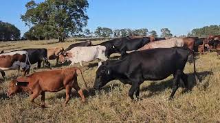 Mid October cattle move [upl. by Allebara]