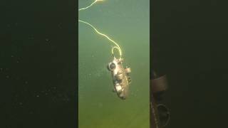 FIFISH v6 Expert doing it’s thing shorts fifish fifishv6expert underwaterdrone rov maine [upl. by Naahsar]