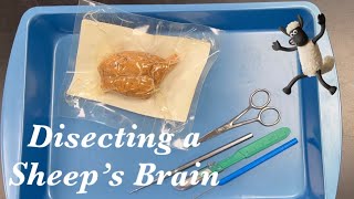 Anatomy  Dissecting Sheep’s Brain [upl. by Gnaht440]