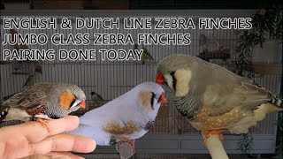 English and Dutch Line ZEBRA FINCHES Pairing Done Today  ADVANI BIRDS FARM [upl. by Laina]