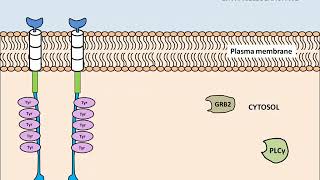 Receptor tyrosine kinase Structure and Activation [upl. by Pompea]